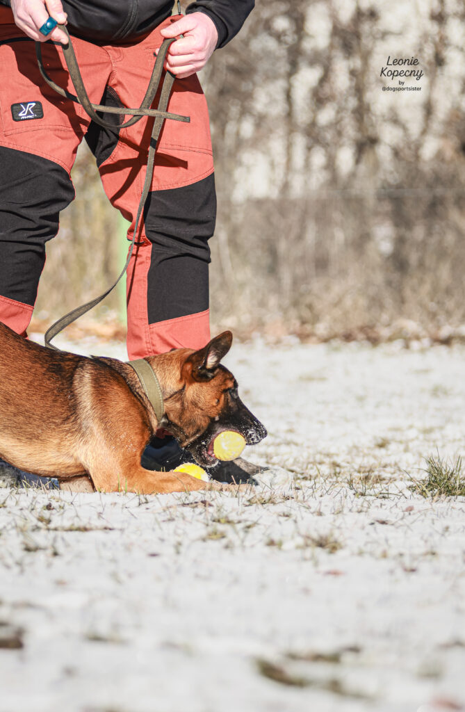 Praxisnahes IGP-Training mit Hunden und Hundeführern beim Neujahresempfang „IGP im Kopf“